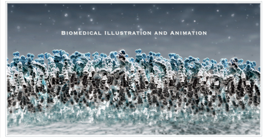 Biomedical Illustration and Animation